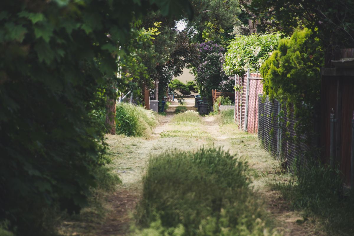 A quiet path between garden fences and trees