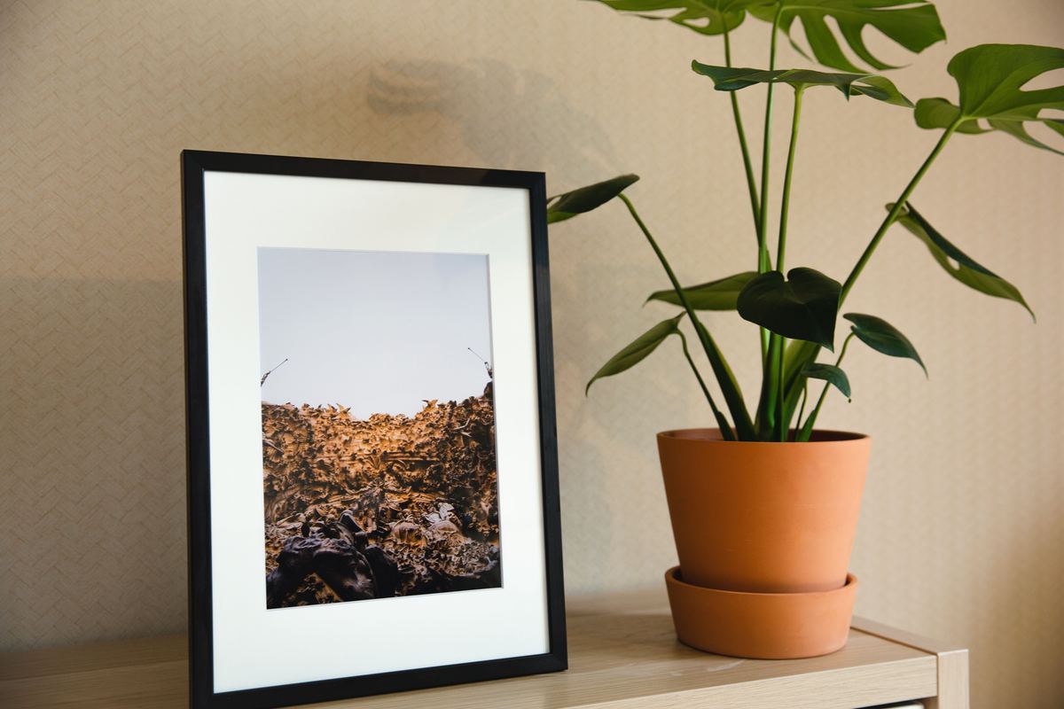 A framed photograph and a plant on a wooden shelf