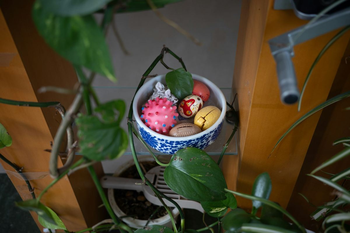 A bowl of small colourful objects beside a plant