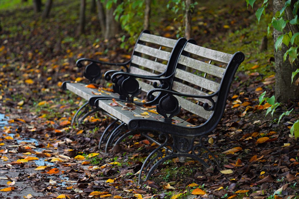Empty park benches surrounded by autumn leaves