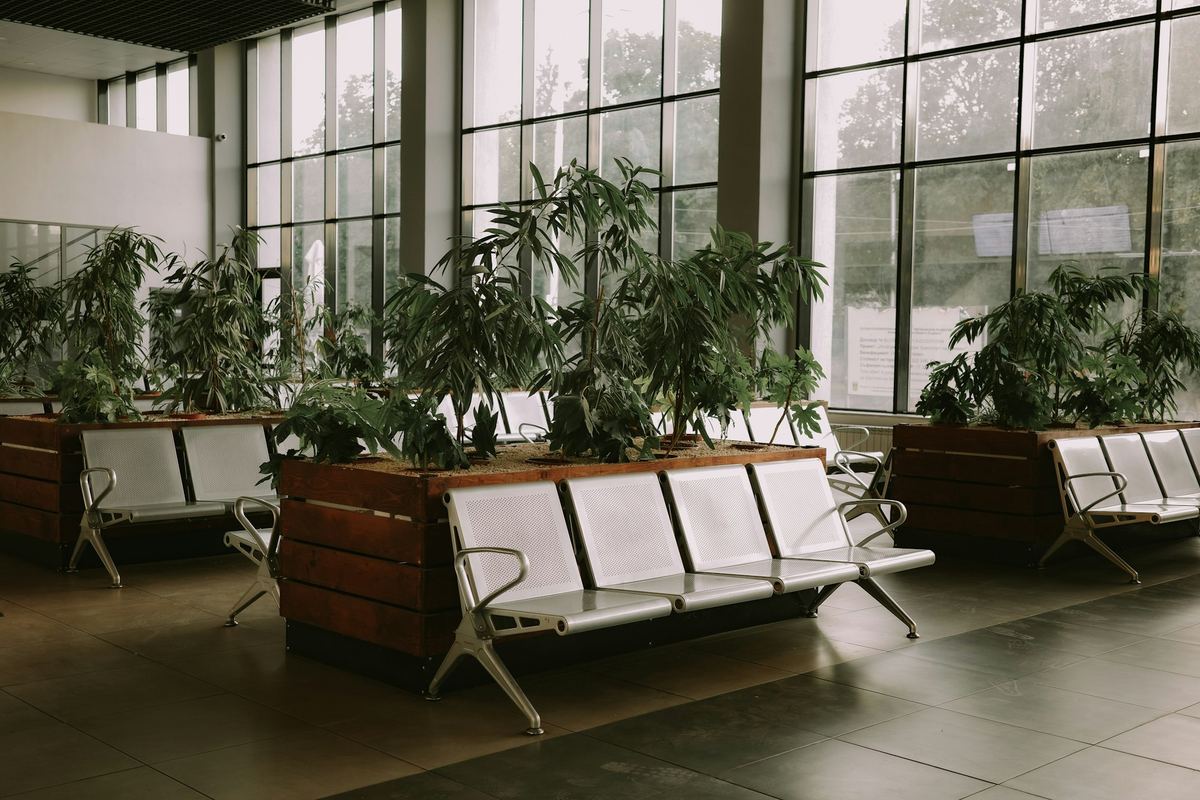 Rows of benches beside plants under tall windows