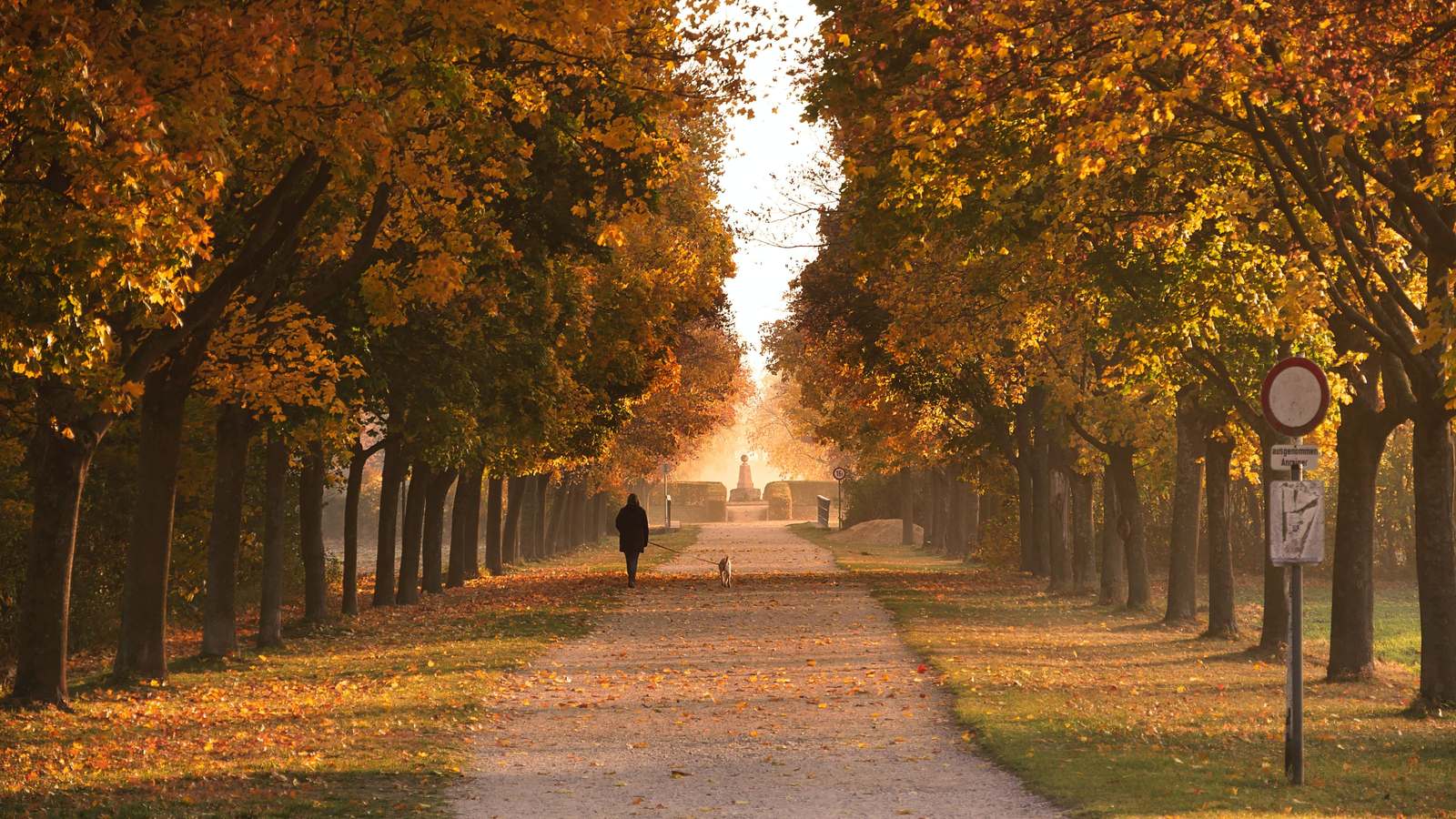 A quiet path lined with autumn trees in low sunlight
