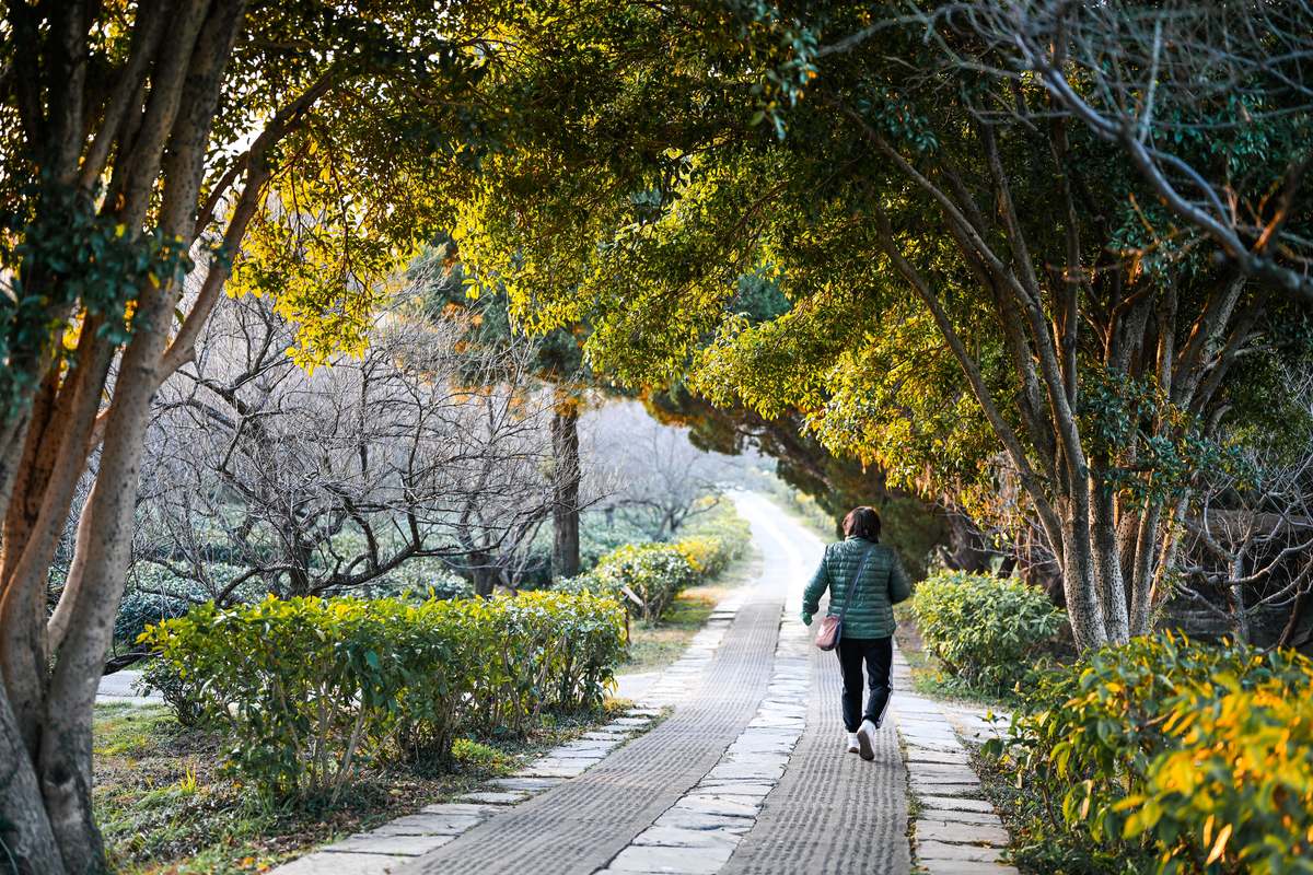 A person walking along a green tree-lined path