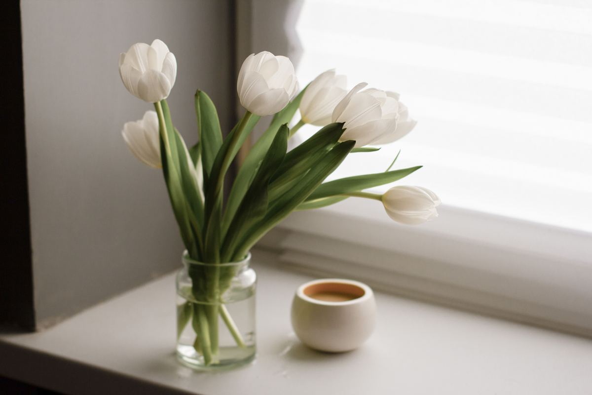 White tulips in a glass jar beside a window